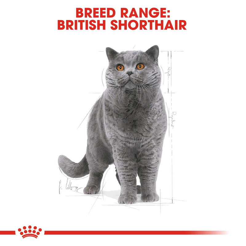 غذای خشک بچه گربه بریتیش رویال کنین مدل British Shorthair Kitten وزن 2 کیلوگرم